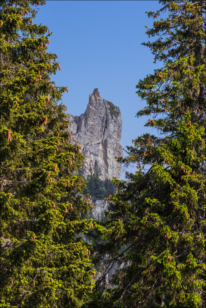 HasmasSinguratica 20180601 3095