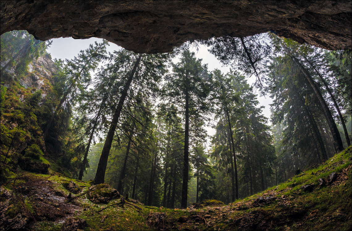 HasmasSinguratica 20180601 3162