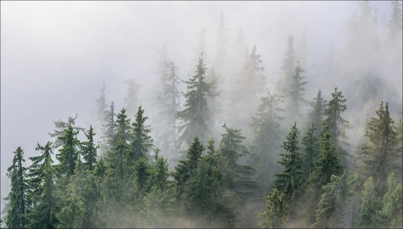 HasmasSinguratica 20180601 3186