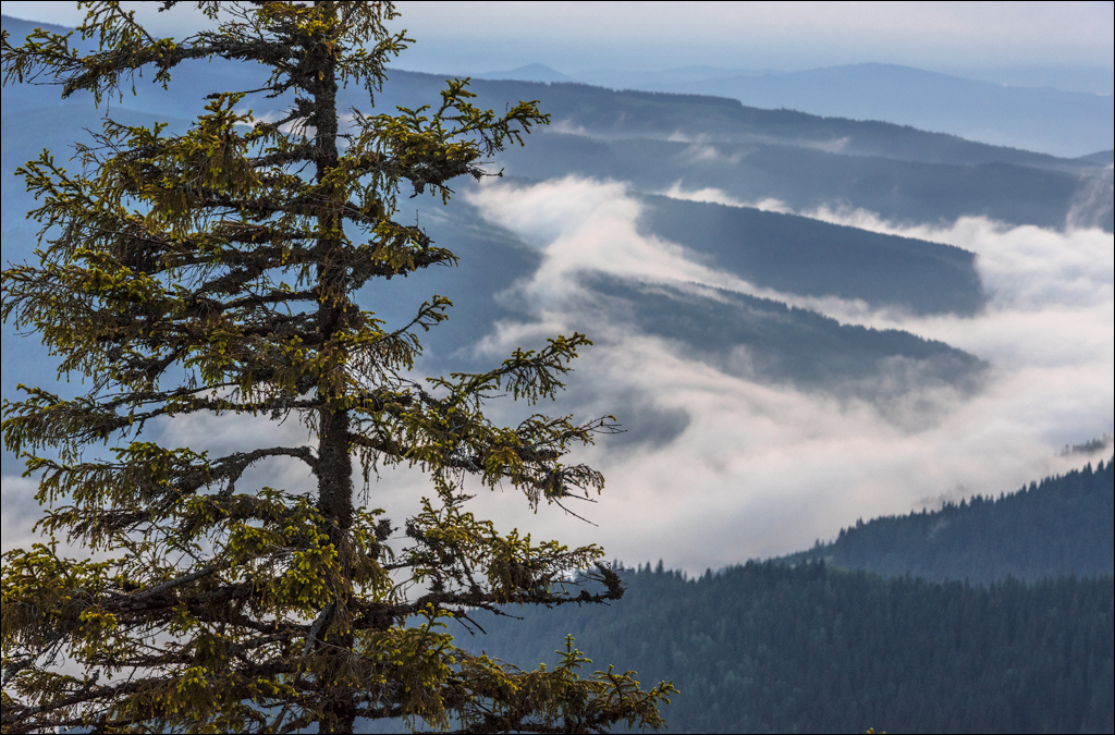 HasmasSinguratica 20180601 3188