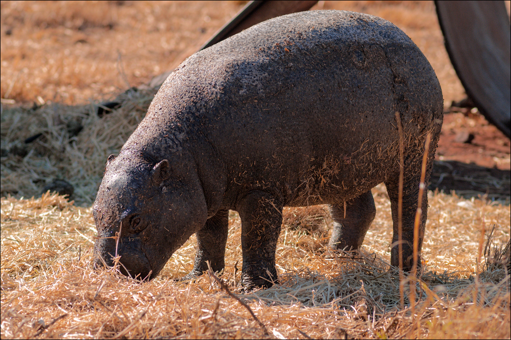 Pretoria 1 20150808057