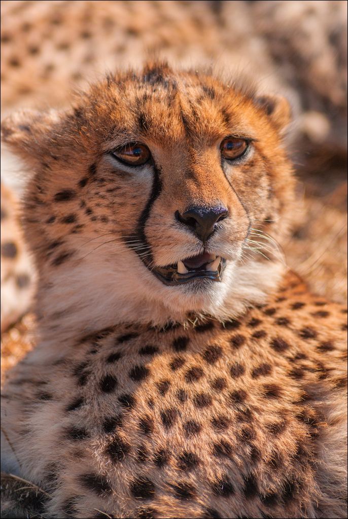 Pretoria 1 20150808060