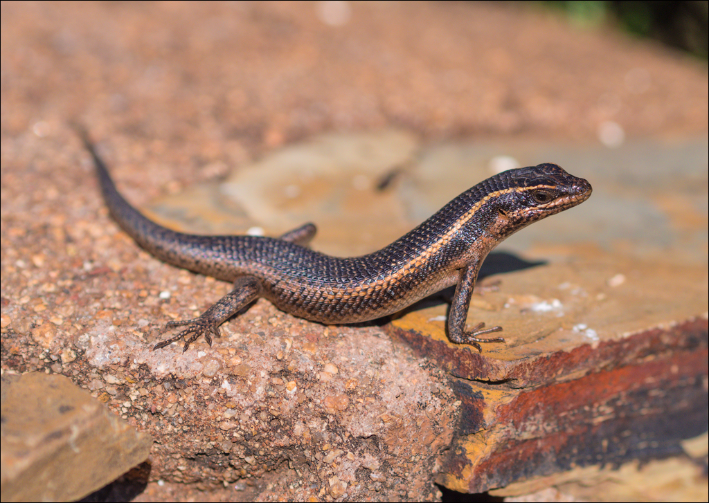 Pretoria 3 20150808004