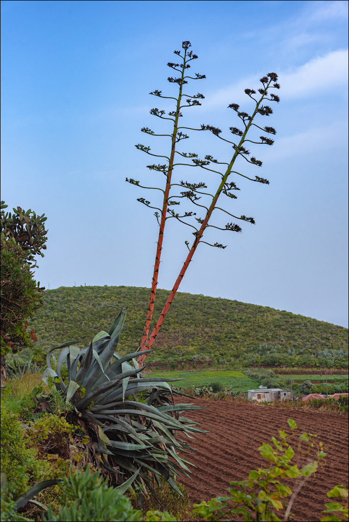 La Palma 27 28dec2022 161