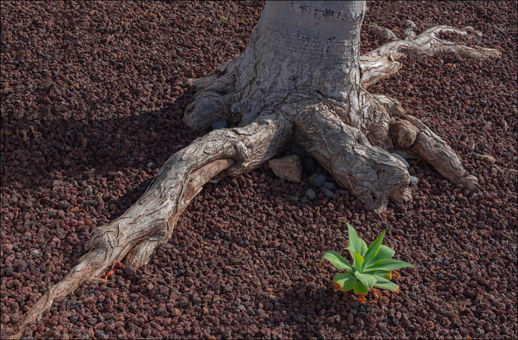 PuertoDeLaCruz 31dec 01jan2023118
