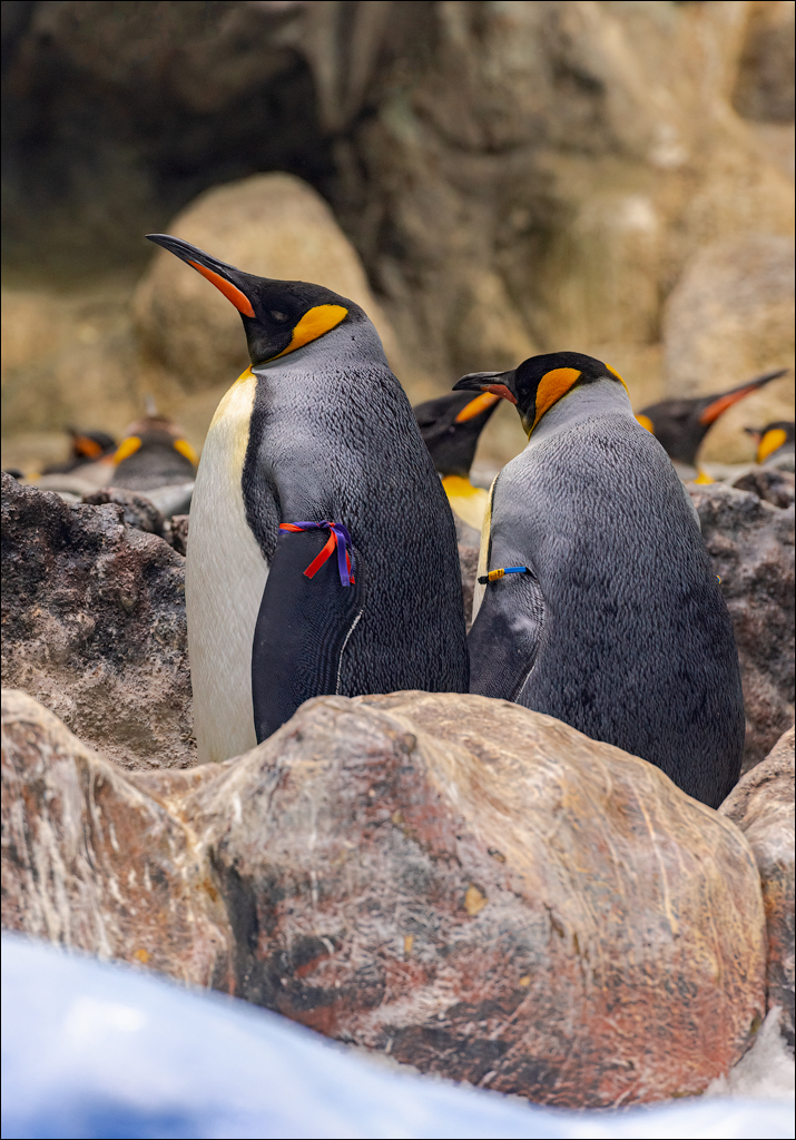 PuertoDeLaCruz 31dec 01jan2023154