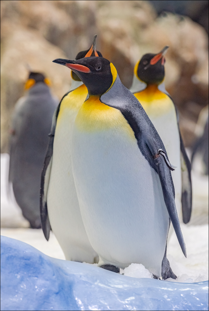 PuertoDeLaCruz 31dec 01jan2023159