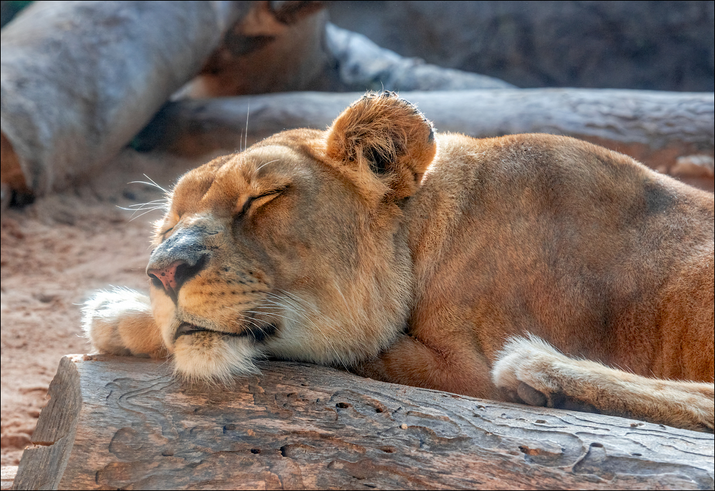 PuertoDeLaCruz 31dec 01jan2023170