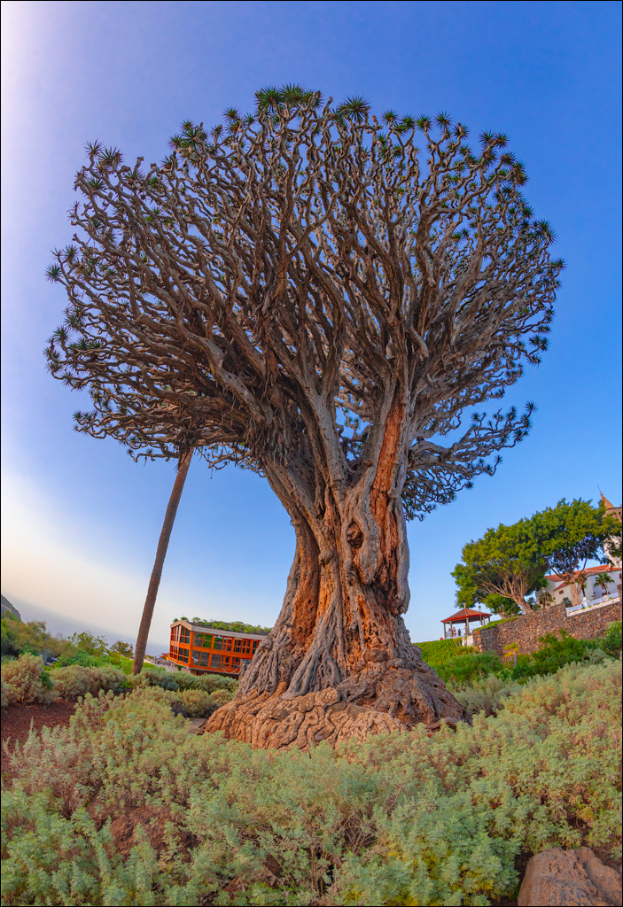 GarachicoLosVinos 31dec2023 151