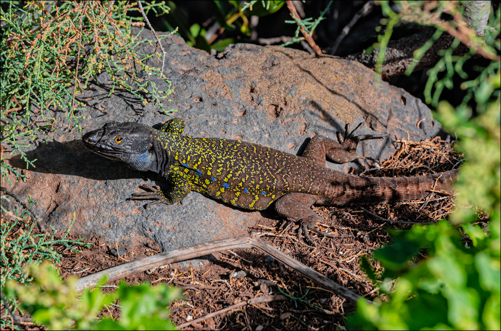 PuntaDelHidalgo 07jan2023 106