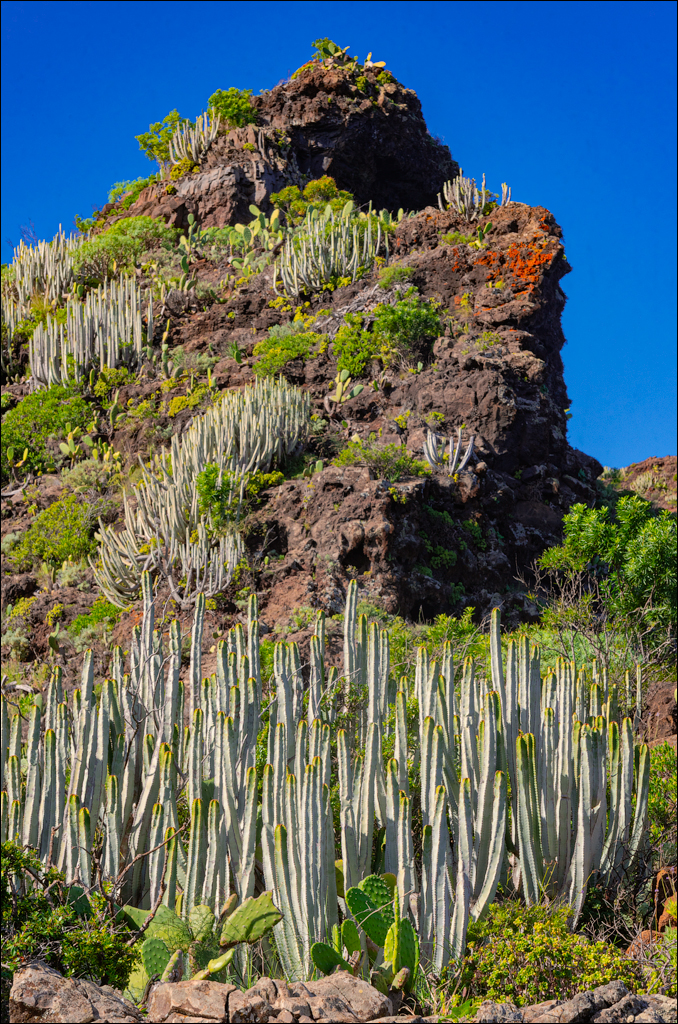 PuntaDelHidalgo 07jan2023 113