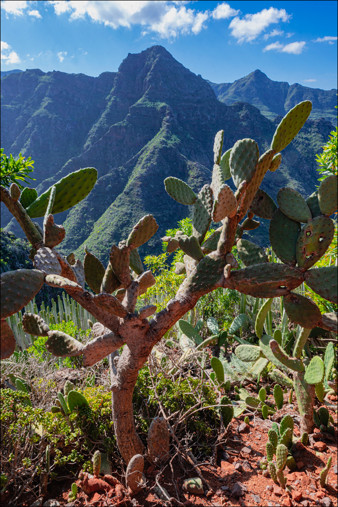 PuntaDelHidalgo 07jan2023 115