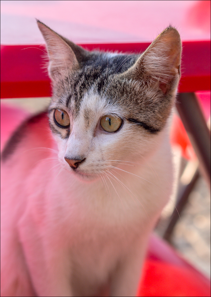 Istanbul 2015 20150815010