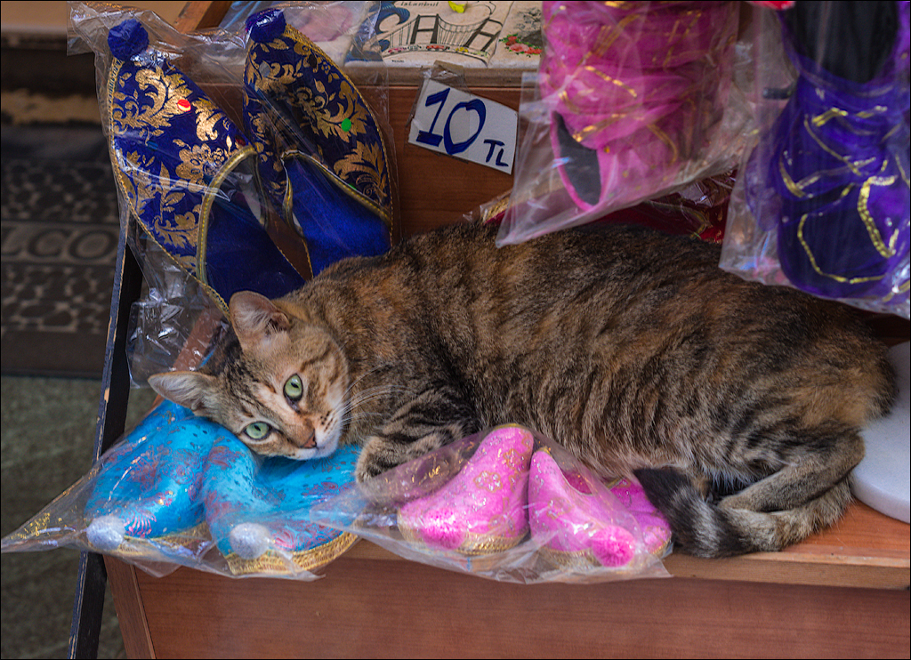 Istanbul 2015 20150815023