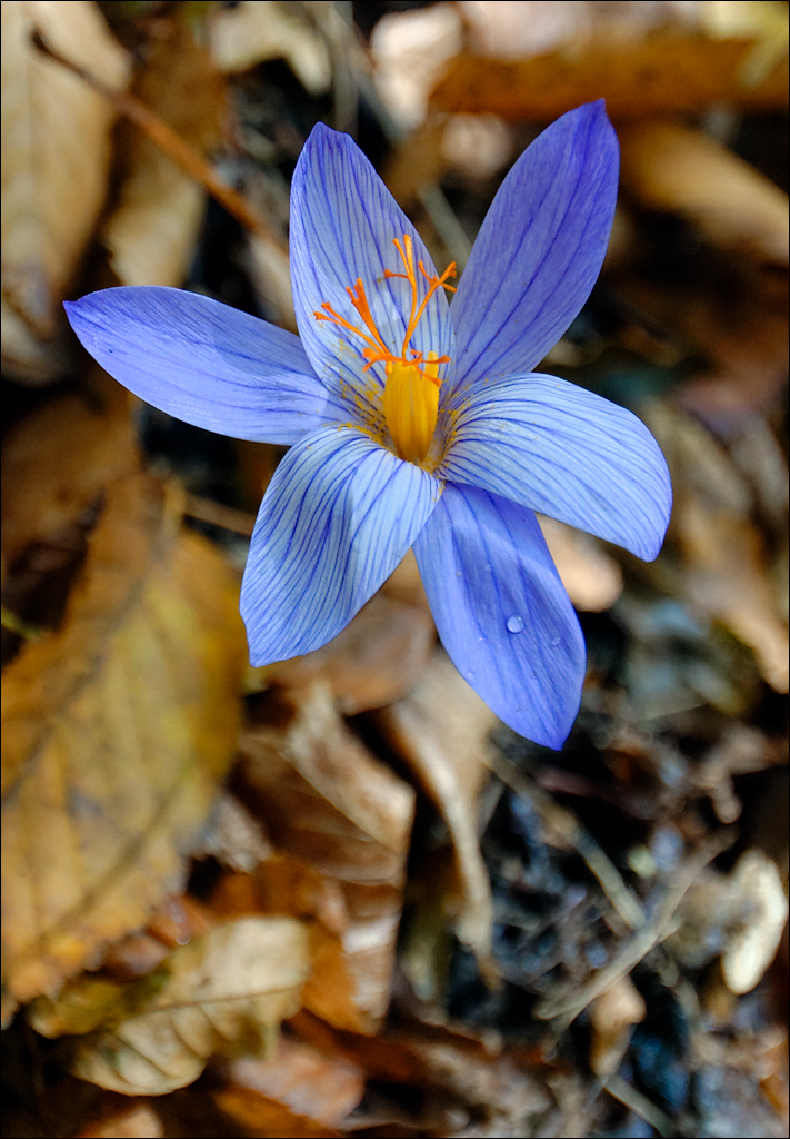 Crimea 201220170305281