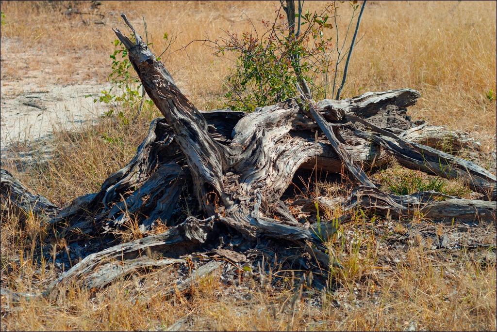 Zambia 20080419 20 118