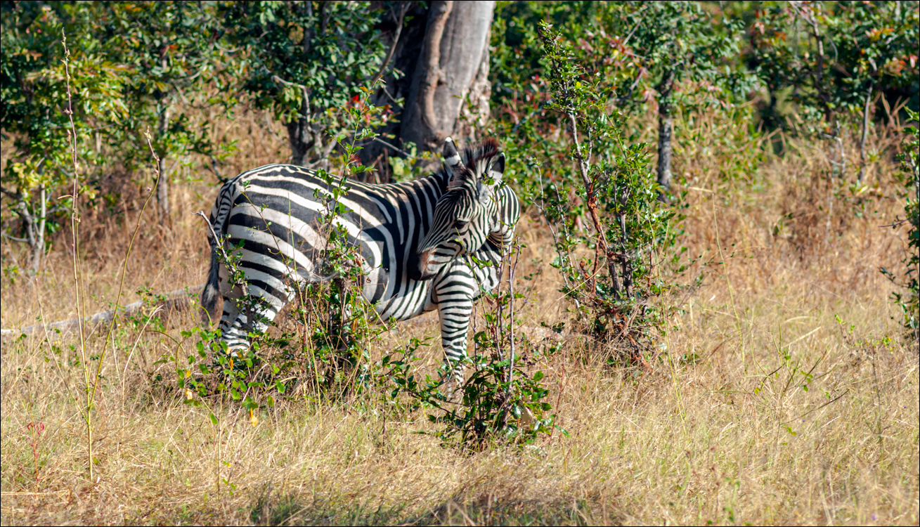 Zambia 20080419 20 120