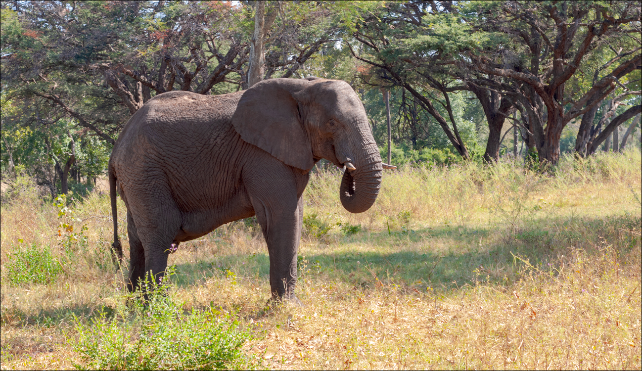 Zambia 20080419 20 125
