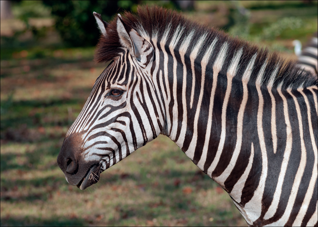 Zambia 20080419 20 230