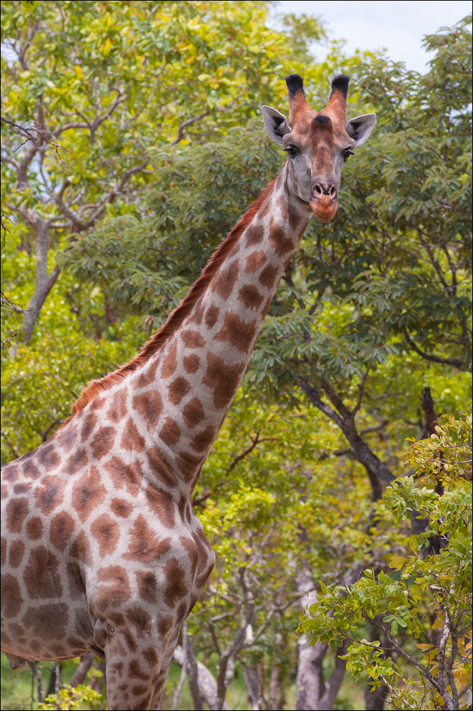 Zambia Chaminuka dec2006 126