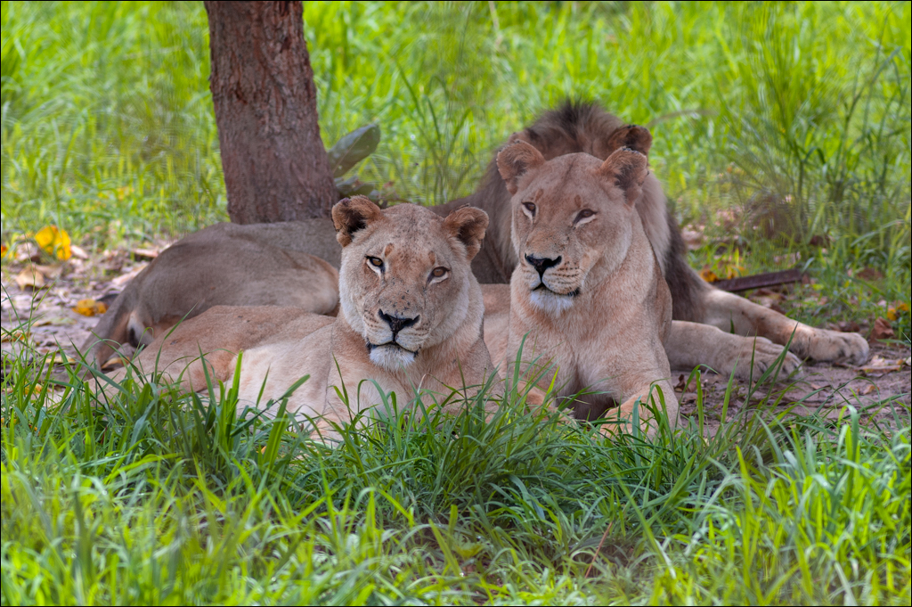 Zambia '2006. Chaminuka Game Reserve.