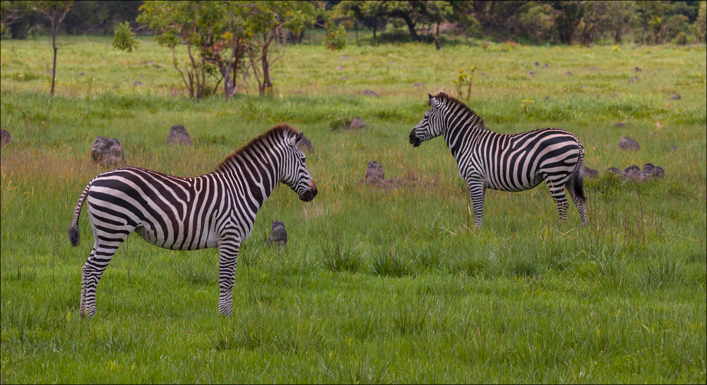 Zambia Chaminuka dec2006 132