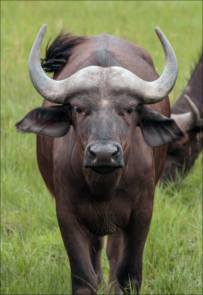 Zambia Chaminuka dec2006 133