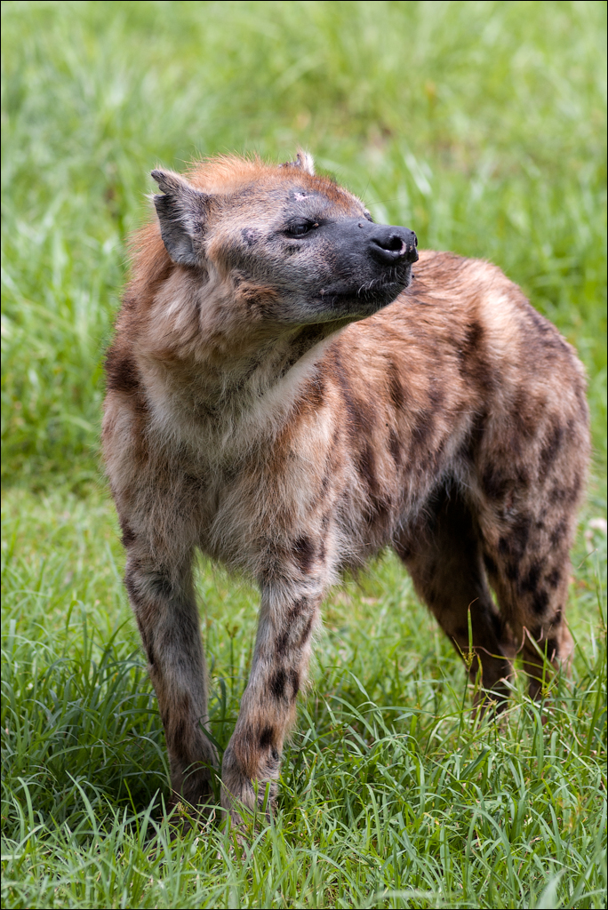 Zambia Chaminuka dec2006 136